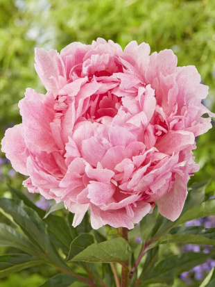 Пион Питертье Фринд Вагенаар (Pietertje Vriend Wagenaar)