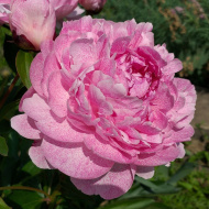 Пион Питертье Фринд Вагенаар (Pietertje Vriend Wagenaar) Пион Питертье Фринд Вагенаар (Pietertje Vriend Wagenaar)