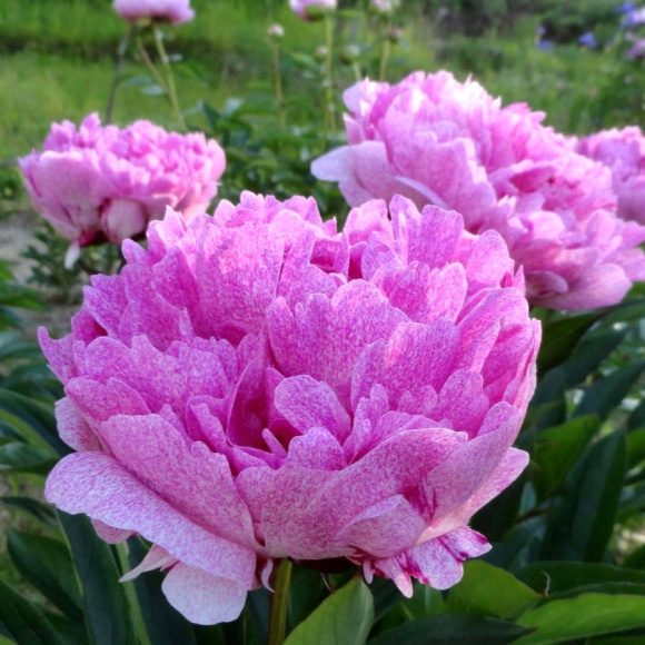 Пион Питертье Фринд Вагенаар (Pietertje Vriend Wagenaar) купить с доставкой