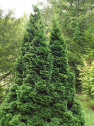 Туя западная Холмструп (Holmstrup) Туя западная Холмструп (Holmstrup)