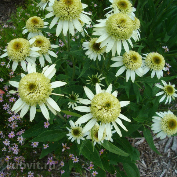 Эхинацея Ханидью (Honeydew) купить с доставкой Эхинацея Ханидью (Honeydew) купить с доставкой