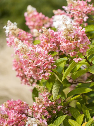Гортензия Пинк Леди (Pink Lady) метельчатая