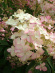 Гортензия Пинк Леди (Pink Lady) метельчатая купить с доставкой