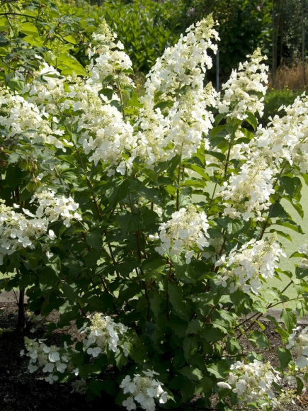 Гортензия Пинк Леди (Pink Lady) метельчатая купить с доставкой