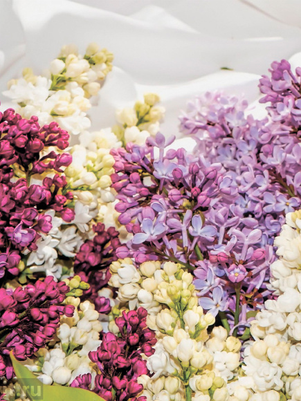 Сирень Ассортимент купить с доставкой