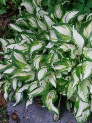 Хоста Медиовариегата (Mediovariegata) [M]