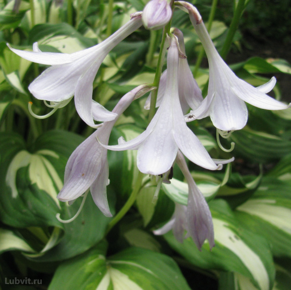 Хоста Медиовариегата (Mediovariegata) [M] купить с доставкой