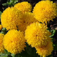 Хризантема корейская Помпон Еллоу (Pompon Yellow) Хризантема корейская Помпон Еллоу (Pompon Yellow)