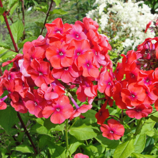 Флокс Фламенко (Flamenko)