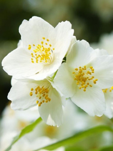 Чубушник Старбрайт (Starbright) купить с доставкой