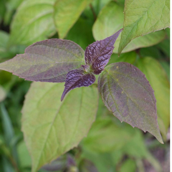 Чубушник Старбрайт (Starbright) купить с доставкой Чубушник Старбрайт (Starbright) купить с доставкой