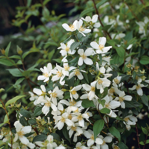 Чубушник Старбрайт (Starbright) купить с доставкой Чубушник Старбрайт (Starbright) купить с доставкой