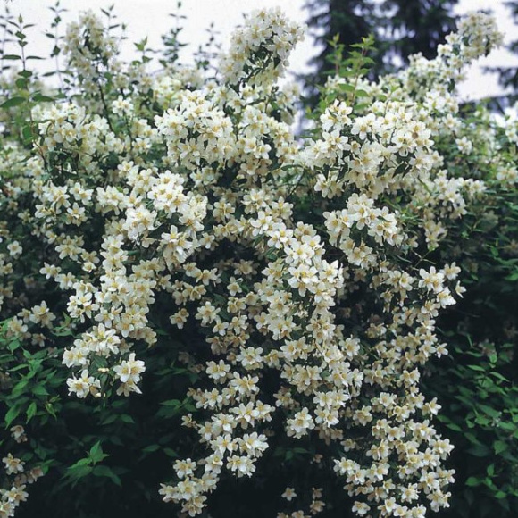 Чубушник Старбрайт (Starbright) купить с доставкой Чубушник Старбрайт (Starbright) купить с доставкой