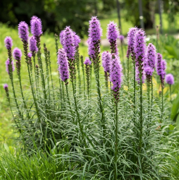 Лиатрис Спиката (Spicata) с доставкой