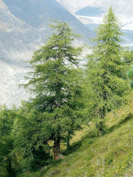 Лиственница (Larix) Лиственница (Larix)