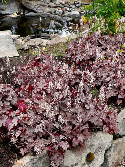 Гейхерелла Плам Каскад (Plum Cascade) купить с доставкой Гейхерелла Плам Каскад (Plum Cascade) купить с доставкой