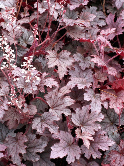 Гейхерелла Плам Каскад (Plum Cascade) купить с доставкой Гейхерелла Плам Каскад (Plum Cascade) купить с доставкой