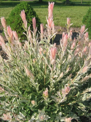 Ива Хакуро Нишики (Hakuro Nishiki)