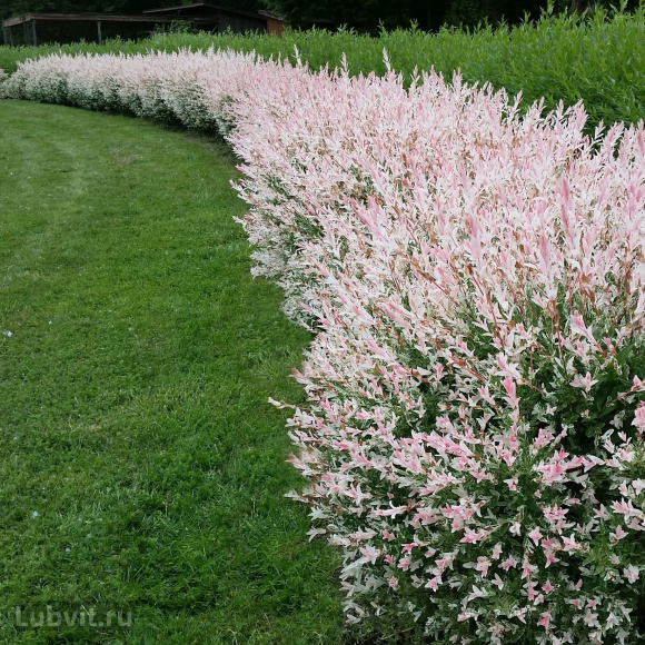 Ива Хакуро Нишики (Hakuro Nishiki) купить с доставкой Ива Хакуро Нишики (Hakuro Nishiki) купить с доставкой