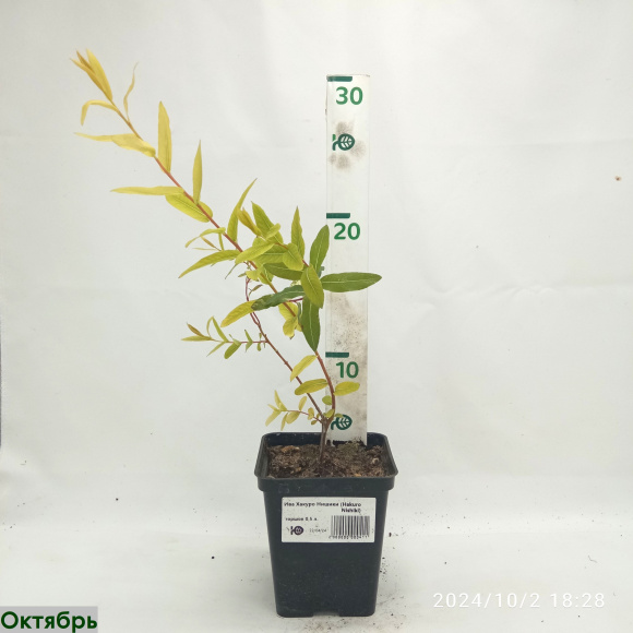 Ива Хакуро Нишики (Hakuro Nishiki) купить с доставкой Ива Хакуро Нишики (Hakuro Nishiki) купить с доставкой