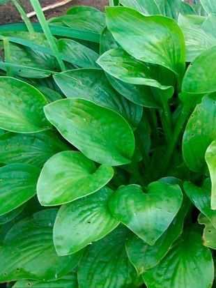 Хоста Ханибеллз (Honeybells) [L]