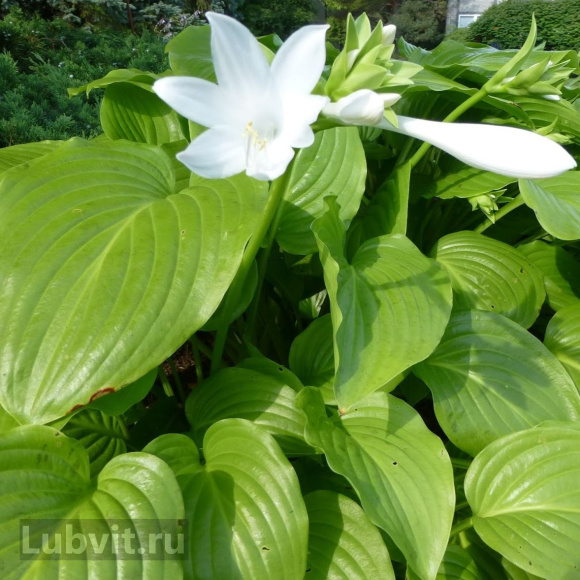 Хоста Ханибеллз (Honeybells) [L] купить с доставкой