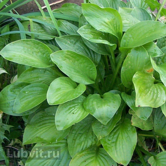 Хоста Ханибеллз (Honeybells) [L] купить с доставкой