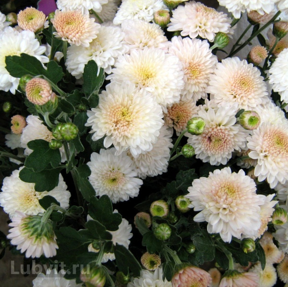 Хризантема корейская Эверест купить с доставкой Хризантема корейская Эверест купить с доставкой