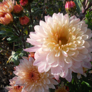 Хризантема корейская Эверест