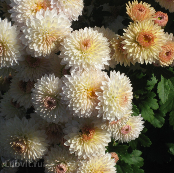 Хризантема корейская Эверест купить с доставкой Хризантема корейская Эверест купить с доставкой