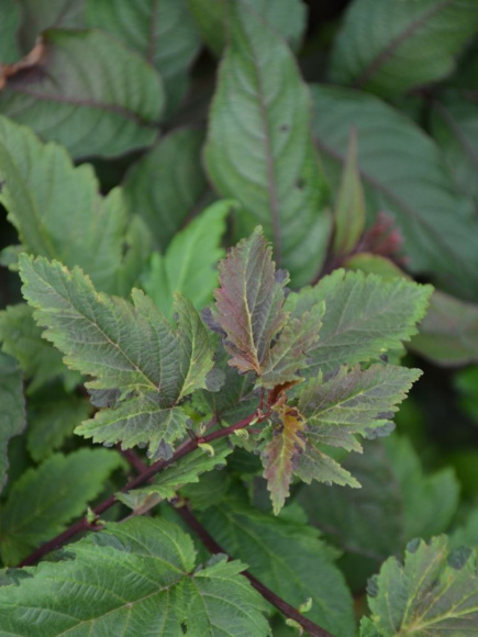 Пузыреплодник Хамелеон (Chameleon) купить с доставкой