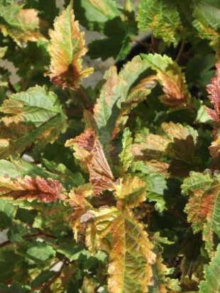 Пузыреплодник Хамелеон (Chameleon)