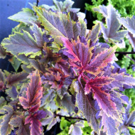 Пузыреплодник Хамелеон (Chameleon) Пузыреплодник Хамелеон (Chameleon)