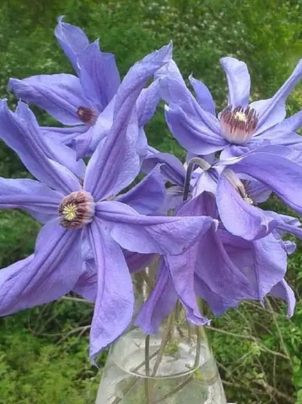 Клематис Сизая Птица (Sizaia Ptitsa) купить с доставкой