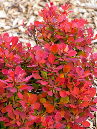 Барбарис Руби Стар (Ruby Star)