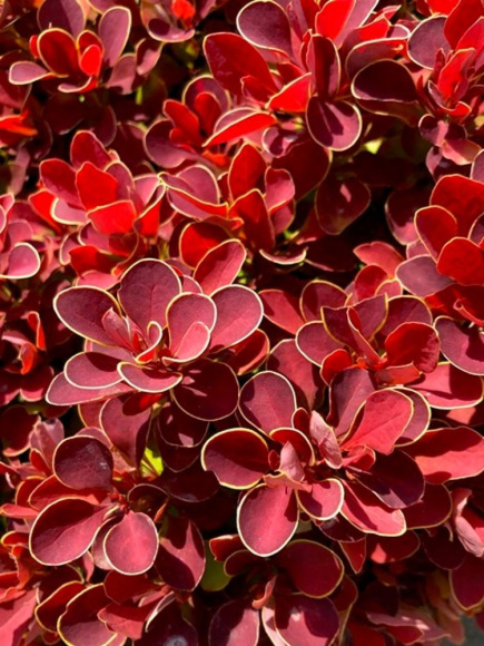 Барбарис Руби Стар (Ruby Star) купить с доставкой