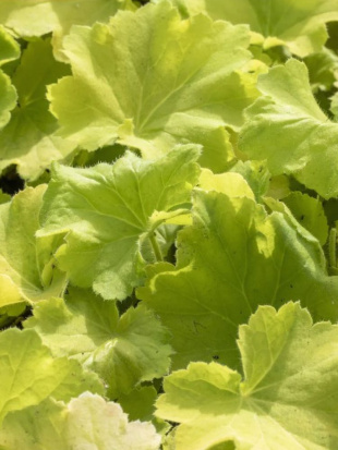 Гейхера Лимон Динозавр (Lemon Dinosaur)