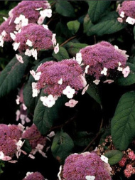 Гортензия Розмари Фостер (Rosemary Foster) шершавая