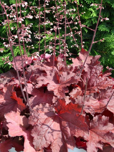 Гейхера Магма (Magma) купить с доставкой