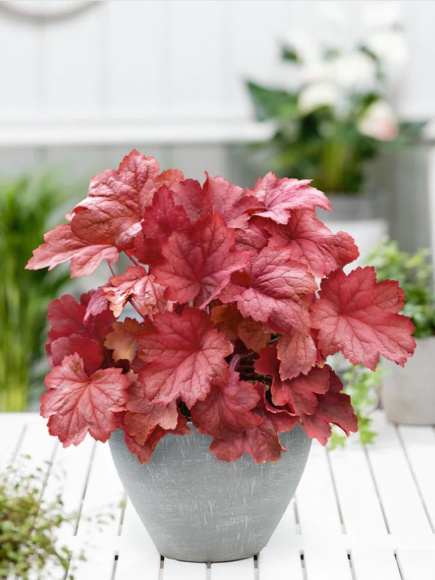 Гейхера Магма (Magma) купить с доставкой