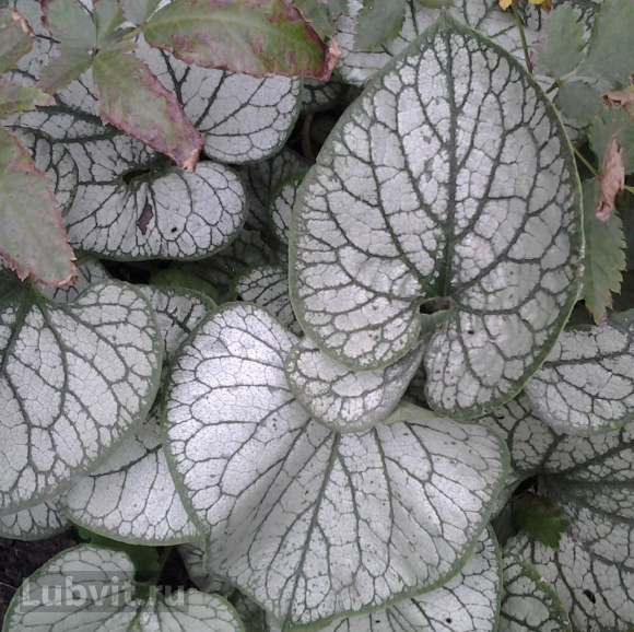 Бруннера Джек Фрост (Jack Frost) купить с доставкой Бруннера Джек Фрост (Jack Frost) купить с доставкой