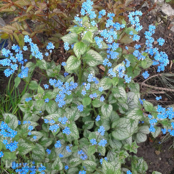 Бруннера Джек Фрост (Jack Frost) купить с доставкой Бруннера Джек Фрост (Jack Frost) купить с доставкой
