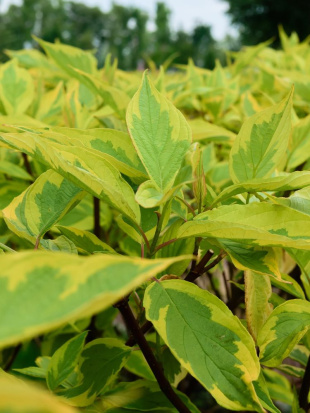 Дерен Гоучаулти (Gouchaultii)