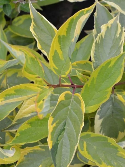 Дерен Гоучаулти (Gouchaultii) купить с доставкой