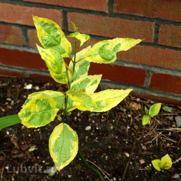 Дерен Гоучаулти (Gouchaultii) купить с доставкой