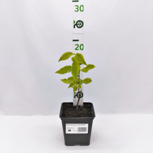 Дерен Гоучаулти (Gouchaultii)