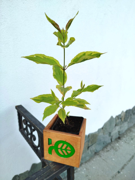 Дерен Гоучаулти (Gouchaultii) купить с доставкой