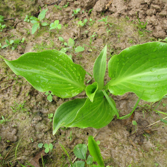 Хоста Инвинсибл (Invincible) [S] купить с доставкой