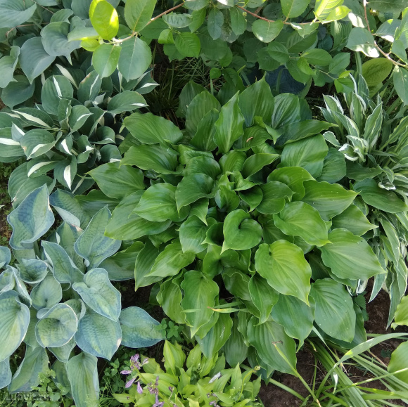 Хоста Инвинсибл (Invincible) [S] купить с доставкой