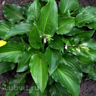 Хоста Инвинсибл (Invincible) [S]